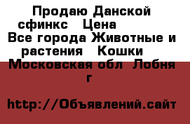  Продаю Данской сфинкс › Цена ­ 2 000 - Все города Животные и растения » Кошки   . Московская обл.,Лобня г.